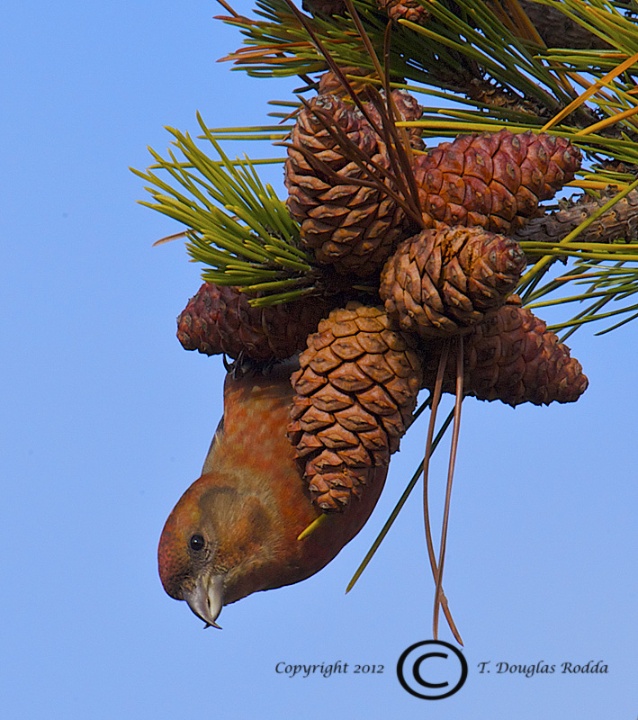 CROSSBILL